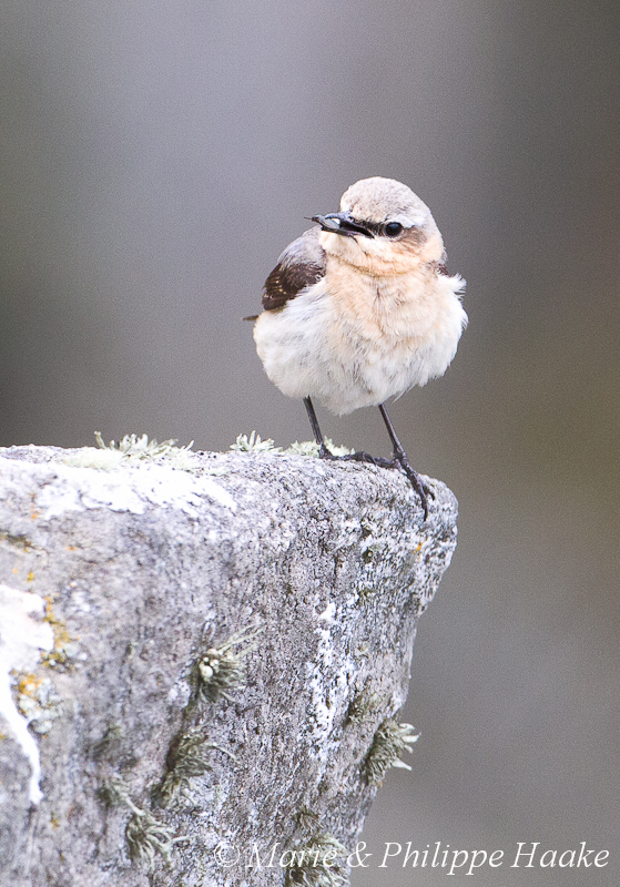 Traquet 8928.jpg - Traquet motteux, Oenanthe oenanthe, Northern Wheatear (Runde, Norvège, juin 2012)
